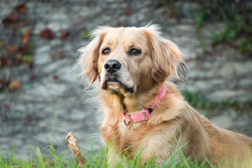 Top 10 Best Dog Collars in Canada: Stylish, Durable, and Perfect for Every Pup!