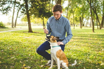 How to Properly Put a Dog Collar On for Comfort and Safety